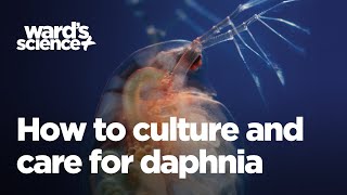 Caring and Culturing for Daphnia [upl. by Rockafellow]