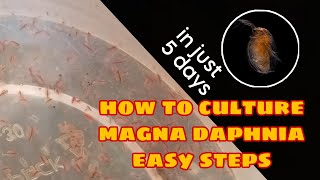 How to Culture Magna Daphnia Easily [upl. by Fairbanks]