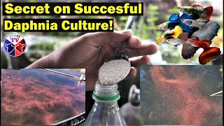 How to Culture Daphnia Successfully [upl. by Nirad]