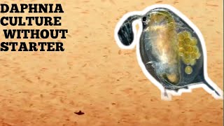 HOW TO CULTURE DAPHNIA NATURALLY WITHOUT A STARTER [upl. by Madra]