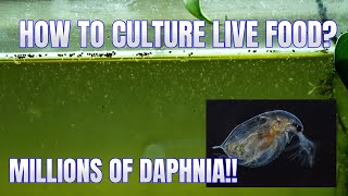 How to Culture Daphnia Secret Method to Breed MILLIONS  Simply Aquatic [upl. by Aeynod662]