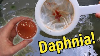 How I Culture Daphnia In Outdoor Tubs [upl. by Estel]