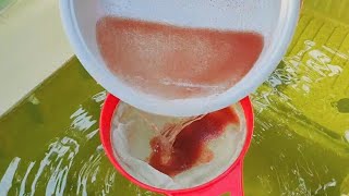 How to culture daphnia  Daphnia culture  How to grow daphnia outdoor [upl. by Nevah]