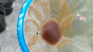 How to culture daphnia moina in a small container Part 1 English Subtitle [upl. by Peterus]