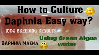 Daphnia MagnaHow to Culture Daphnia Easy wayCulturing Daphnia using Green water Daphnia [upl. by Adiehsar]