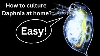 BEST Live Fish Food Beginner guide How to Culture Daphnia at home [upl. by Lorrad]