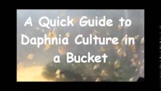 How to culture daphnia outside [upl. by Arrakat]