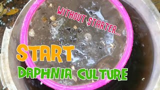 How to culture daphnia moina the easy way 1  Starting the Daphnia culture [upl. by Alohs]