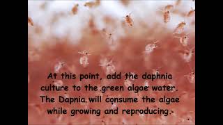 Daphnia  How to grow daphnia in your home [upl. by Kellie]