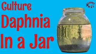 How to Culture Daphnia in a Jar [upl. by Armand]