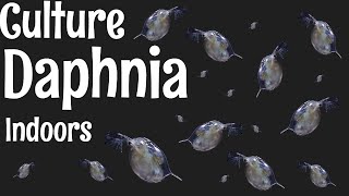 How to Culture Daphnia [upl. by Astera690]