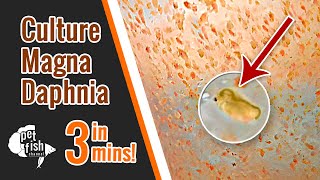 How to culture DAPHNIA MAGNA  The easy way [upl. by Bergmans]