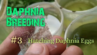 Daphnia Culture made simple and easy 3  Hatching Daphnia eggs [upl. by Herve684]