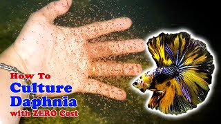 How to Culture Daphnia with ZERO Cost  Unlimited Live Food For Our Fish [upl. by Atsuj811]