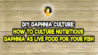 DIY Daphnia Culture How to Culture Nutritious Daphnia as Live Food for Your Fish [upl. by Mcwherter]