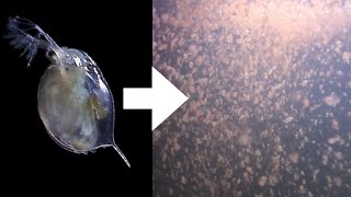 How I Culture Daphnia [upl. by Nwahshar]