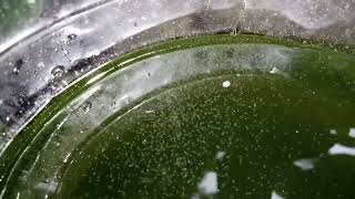 DAPHNIA MOINA CULTURE IN A SMALL BUCKET [upl. by Velvet]