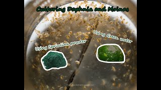 How To Culture Daphnia and Moinas using Green Water Spirulina powder [upl. by Coonan]