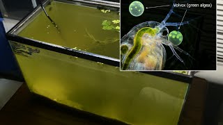 Raising Daphnia for the Freshwater Aquarium [upl. by Greene]