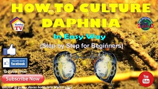 HOW TO CULTURE DAPHNIA In Easy Way [upl. by Notelrahc]